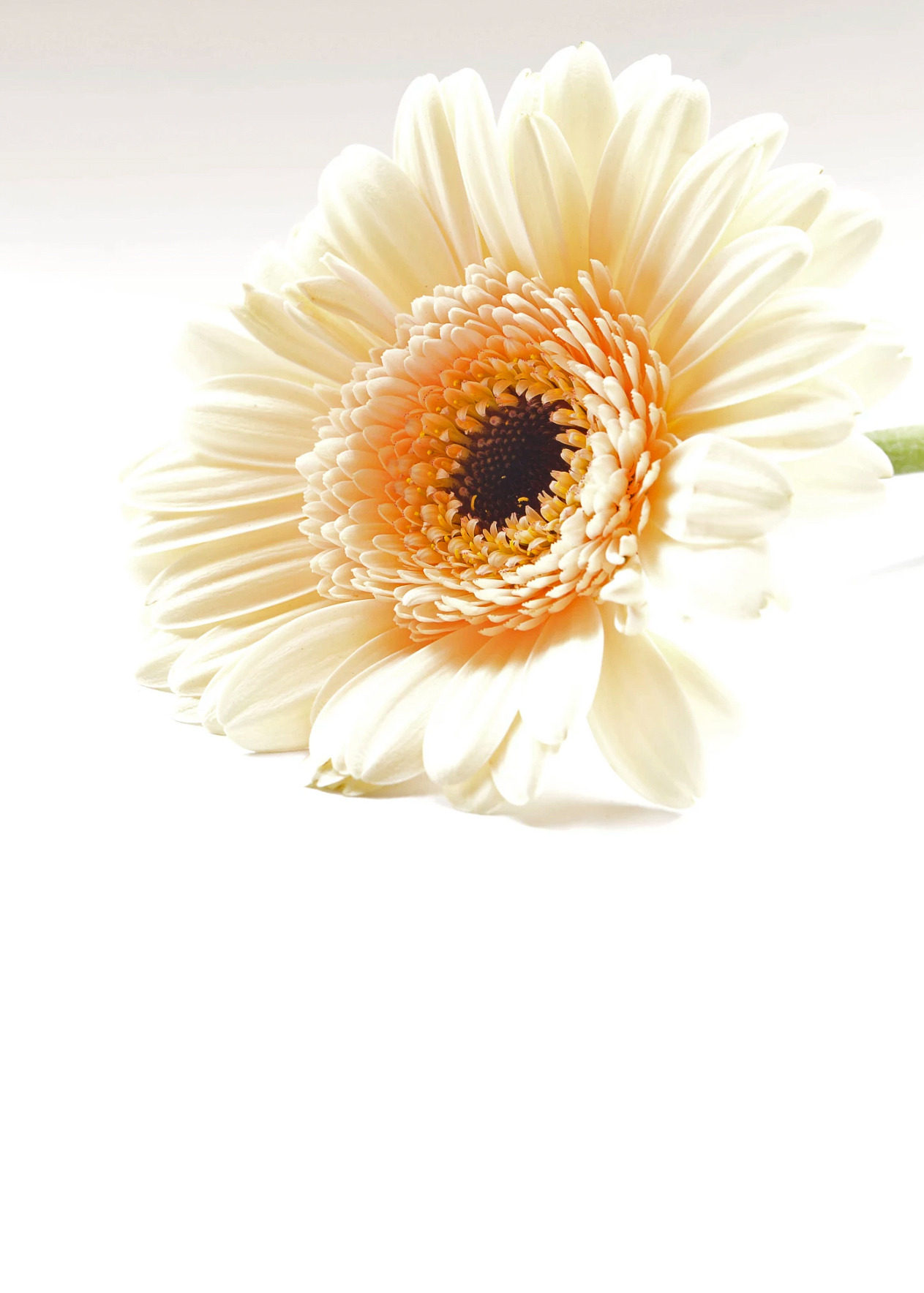 coiour-my-world:white gerbera | Jürgen Schemath