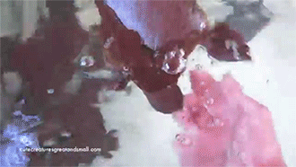 thefrogman:  [video] [h/t: sizvideos] 