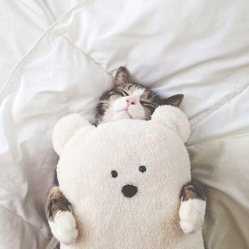 bamboleaa:
“ #sweet #teddybear # kitty #hello
”