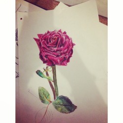 cutiebum:  Drawing roses is fun 