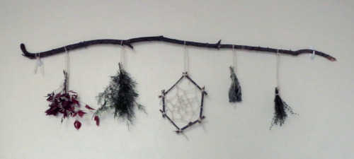 Getting into the nature decorations for my dorm room.