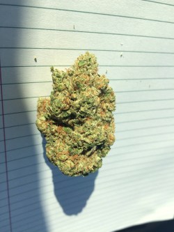 kickasskush:  Hammerhead OG