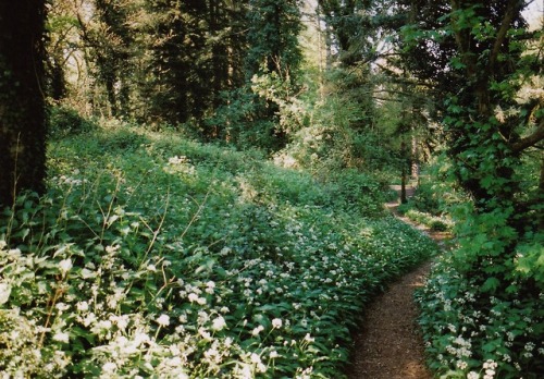 alifeingrain: Wild Garlic - May 2018 ~ Gloucestershire ~