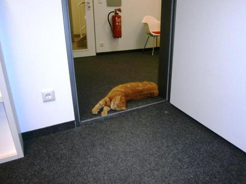 catsbeaversandducks: Cat Comes to University Every Day So She Can Rescue Students with Cuddles For years, the University of Augsburg in Bavaria, southern Germany, has played host to a very special visitor: a little ginger cat whose only mission is to