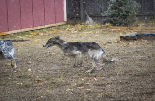 Did you want more photos of Korra running in the snowfall? Well good here ya go :P Happy New Year!