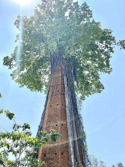 abandonedography:Tree coming out of an abandoned chimney (source)