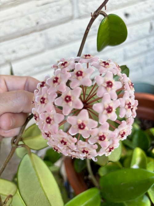The Coolest Flower Ive Ever Seen. A Nice Surprise.