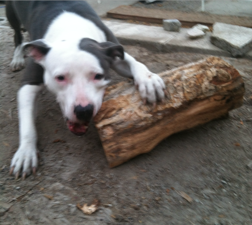 Pitbulls think tree trunks are “sticks” . She is so cute .