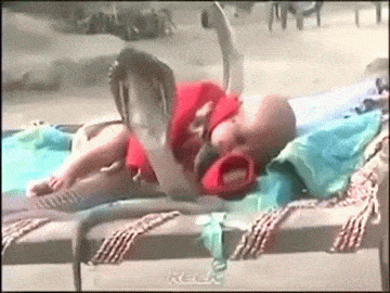 sixpenceee:  Snakes Trained to Protect a BabyA video posted on YouTube that shows