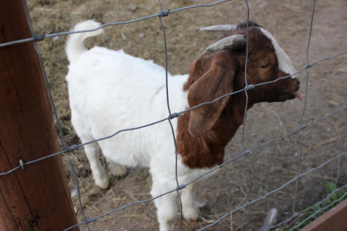 princess-peachpea:  Please help me to appreciate how cute this goat is 