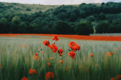 j-k-i-ng:“Poppies” by | Daniel CassonPeak District, Derbyshire, United Kingdom