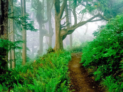 djferreira224:  Cape Lookout State Park, Oregon 