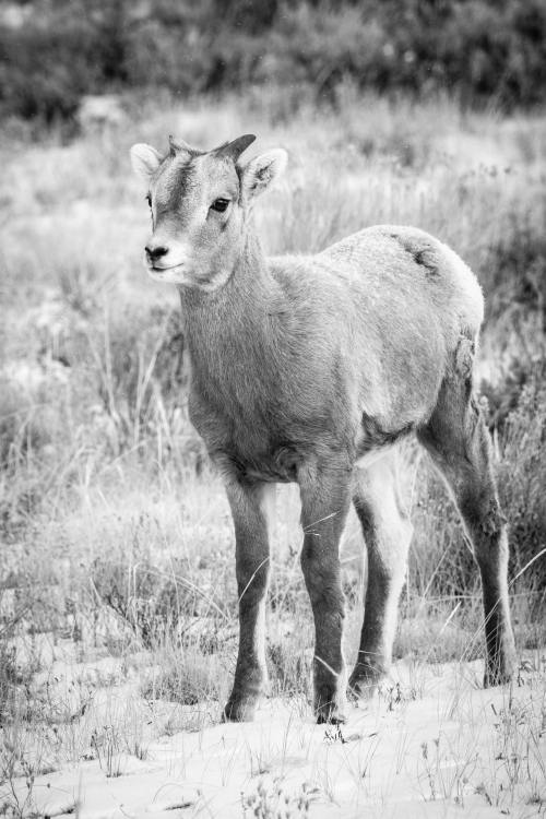 Bighorn sheep at the National Elk Refuge, Wyoming. November, 2020.