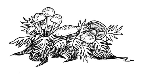 courtdrawsthings:Fungi~