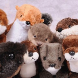 dailyotter:  Popular Otter Pup Has So Many