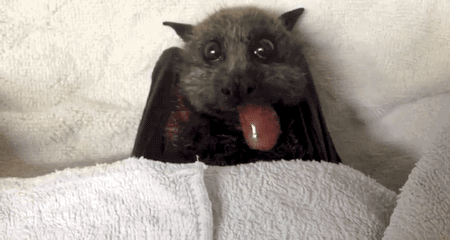 gifsboom:  Flying Fox Bat Happily Stuffs Her Face with Grapes. [video]  OMG TOO ADORABLE!!!!