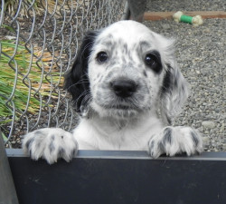 awwww-cute:  My dog a few days before she flew home 