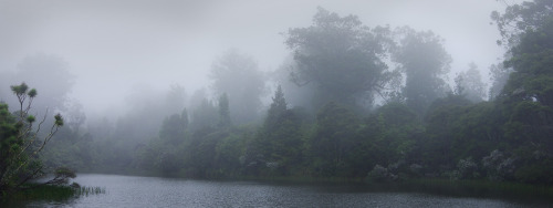 Kauri trees in the mist around Waitakere Reservoir, Auckland, NZ