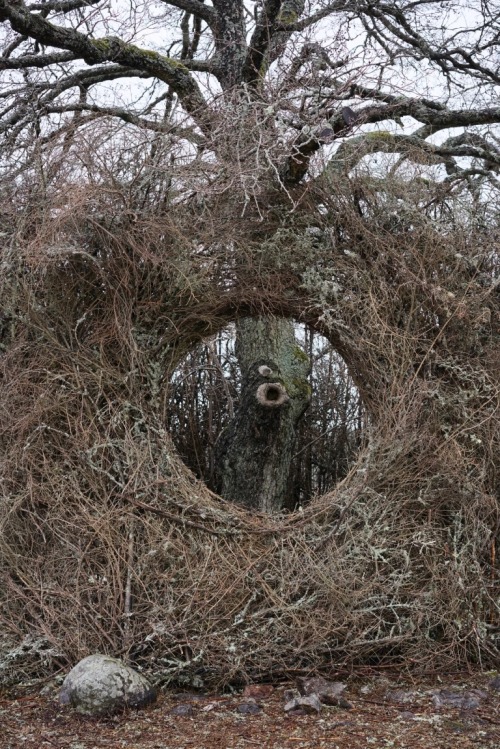  “One Tree Four Seasons,” Nykvarn, Sweden,collaborative work between the Swedish architect/artist 