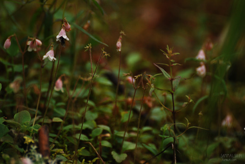 sammalsiipi: Forest maidens June 2016