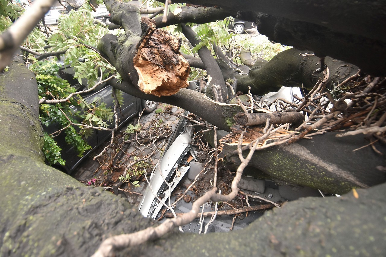 TEMPORAL. La intensa tormenta de viento y lluvia que esta madrugada afectó a la Ciudad de Buenos Aires dejó al menos 47 árboles caídos en distintos barrios de la Ciudad. Un auto cayó al Riachuelo y la Prefectura buscaba esta mañana sobrevivientes....