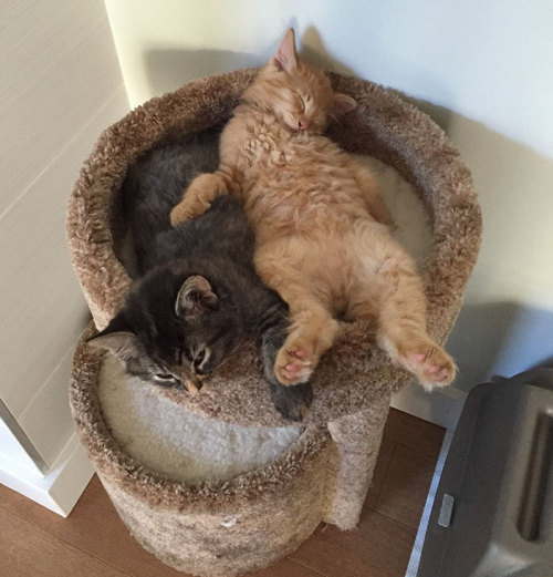 boredpanda:Inseparable Cats Insist On Sleeping Together Even After Outgrowing Their Bed