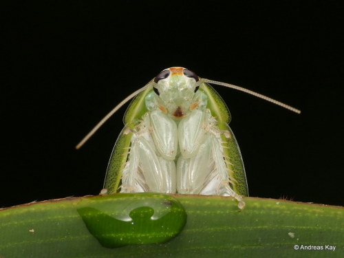 onenicebugperday: Green banana cockroach, Panchlora sp.?, Blattodea Photographed in Ecuador by Andre