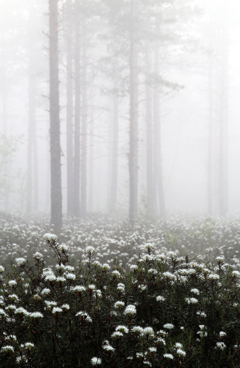 quiet-nymph: 20.6.2015: When Marsh Tea is Blooming by Suensyan