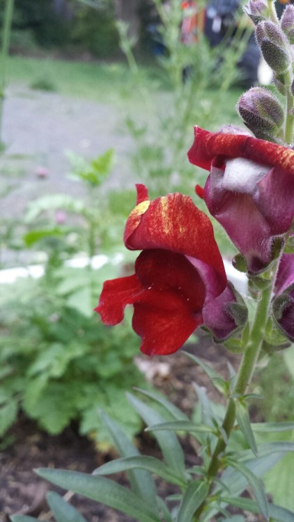 Snap dragons and mallow in my little magical flower garden. So glad we filled a couple of raised bed