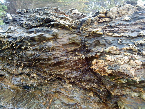 chondritic: jasjabberwocky: Outcrop of the Haast Schist at Brighton beach, Dunedin Wowwwwww I lov