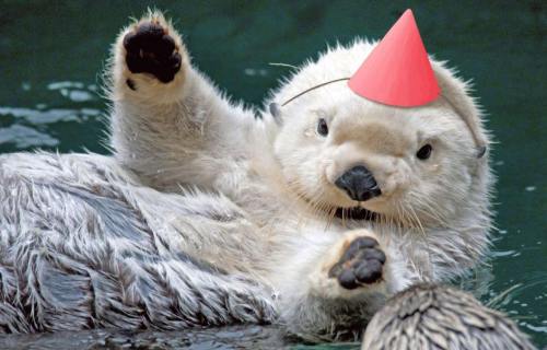 Porn photo You otter know it’s my birthday. I’m