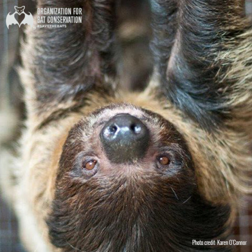 We hope your Sunday goes by nice and slow like our sloth, Molasses! 