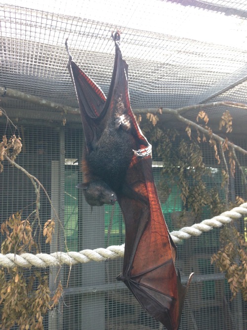 koryos:Eight highly important pictures of Arthur, a 28-year-old Malayan flying fox, doing what he do