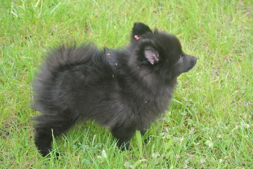 erostheblackspitz: Nnnnnggggghhh (2 months)