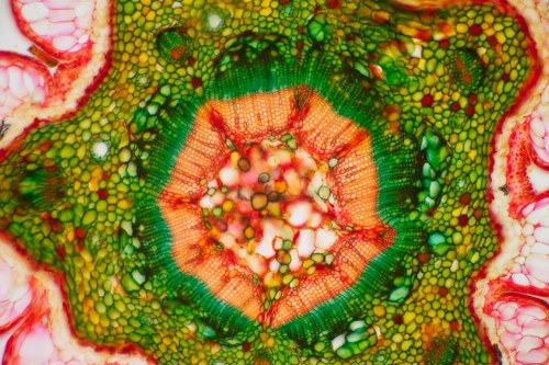 mucholderthen:  THIN SECTIONS of a TWIG from a FIR TREEby Eckhard Völcker (Tatcher a Hainu on Flickr)  Fir, Abies sp.This cut is from a twig of a fir tree in front of our house.   5x magnification 10x — details of the bark in polarized light