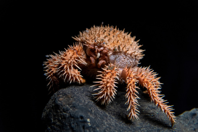 An orange and spikey porcupine crab on a black background