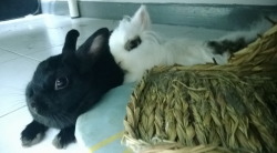 fluffybunbun:  All we need is somebody to lean on &lt;3