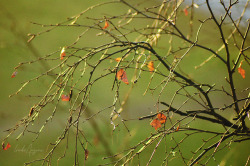 lindamarieansonsnaps:Twigs and leaves.