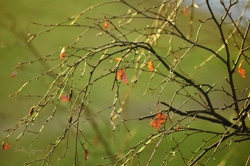 lindamarieansonsnaps:Twigs and leaves.