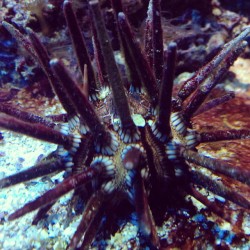 neaq:  Urchins come in many shapes and colors. #ocean #animals #invertebrates