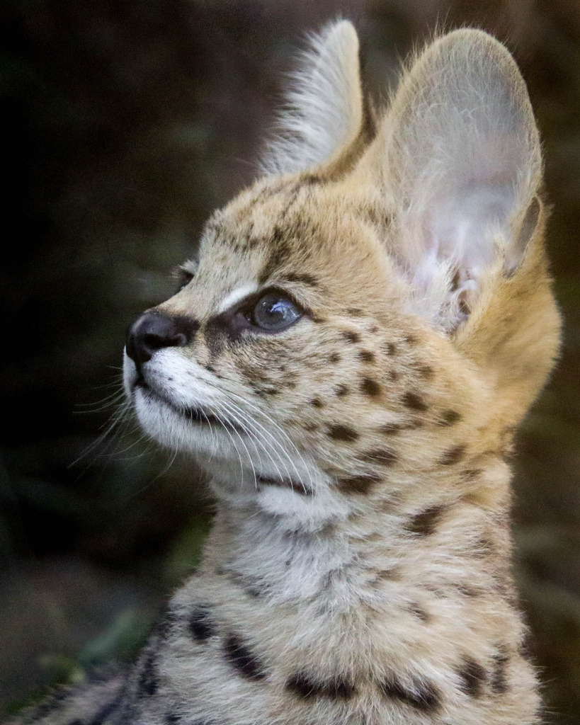 sdzoo:  Kamari the serval kitten serves up the cute.Photos by Penny Hyde