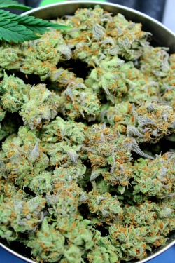 doobiedrewbie:  This Chernobyl is heavenly. 🌲