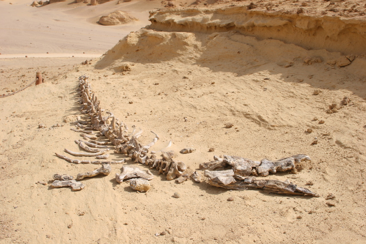 goddessoftheblackcoast:  Wadi Al-Hitan which means “Valley of the Whales” is