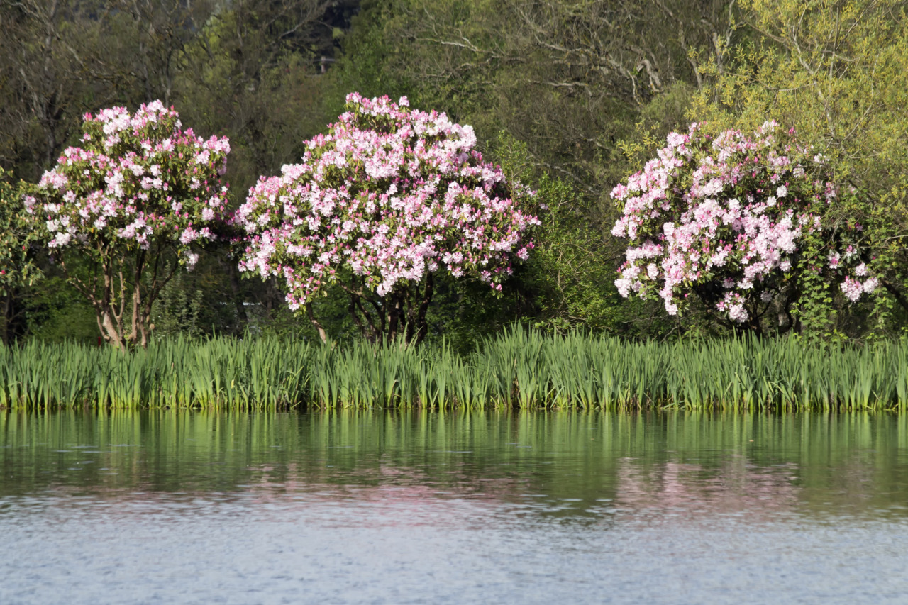 textless:  Crystal Springs Rhododendron Garden, Portland OR. 