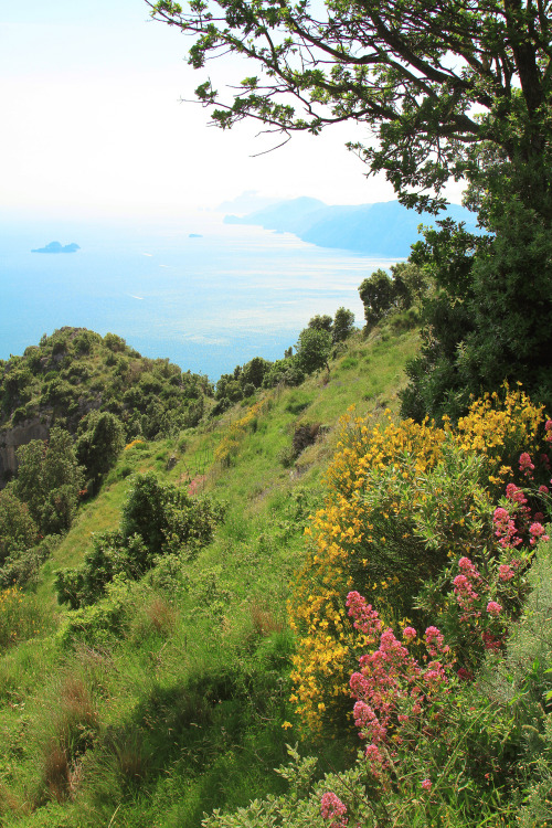 predictablytypical:Wildflowers along the Amalfi coast. 