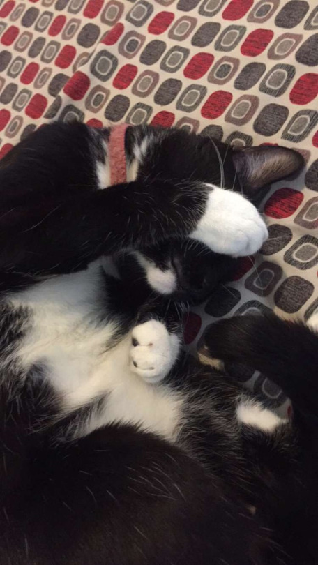 corporation-cats:  Nelson 😻 