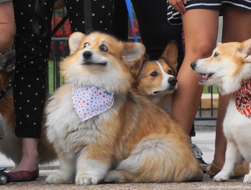https://good-dog-girls.tumblr.com/post/156338441002