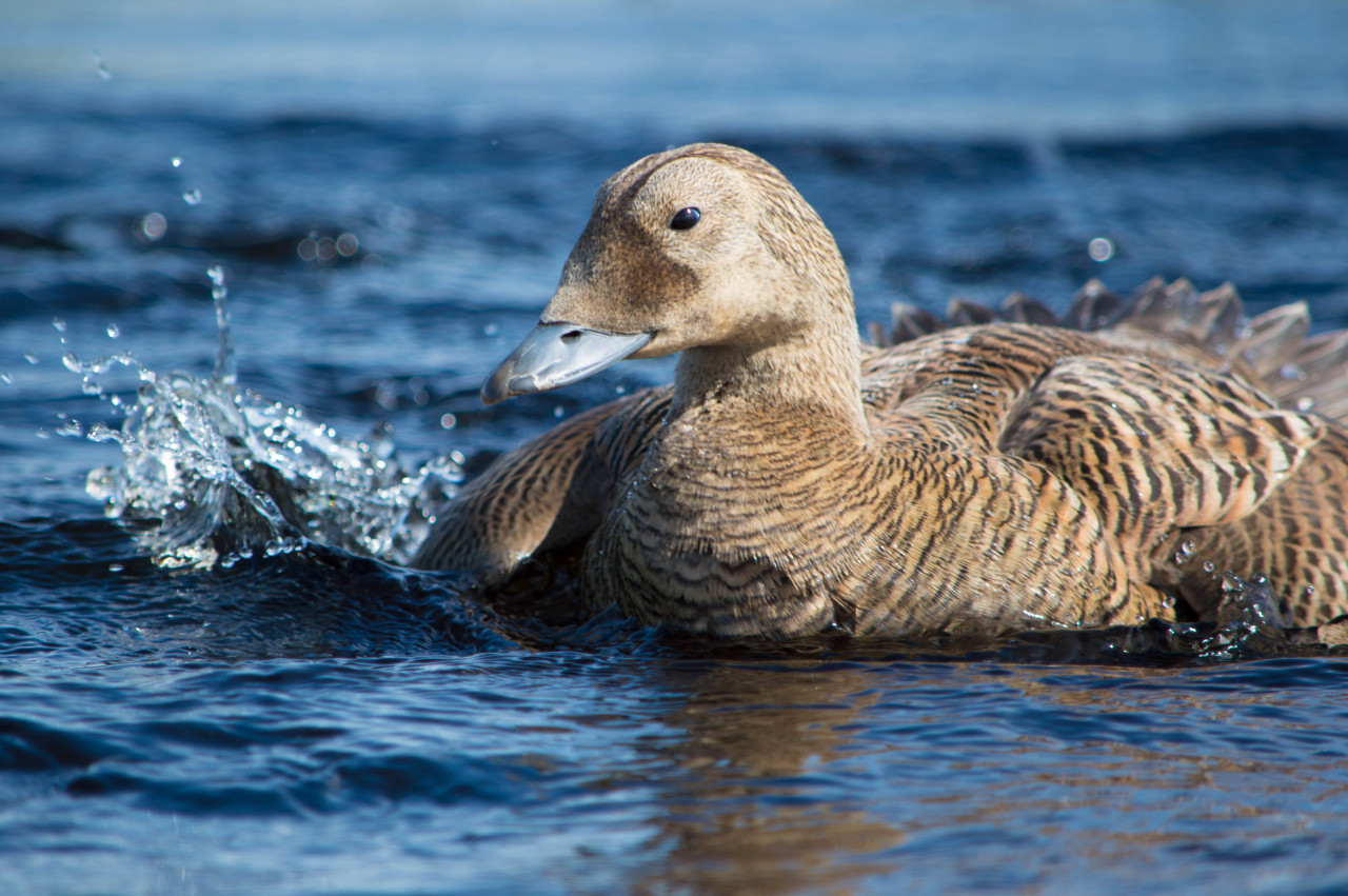 Spectacled eider (Somateria fischeri) hen performs broken-wing display
If you’re a nesting bird, there is a lot of effort dedicated to raising your offspring: producing eggs is energetically costly, and then they have to be incubated, a task that...