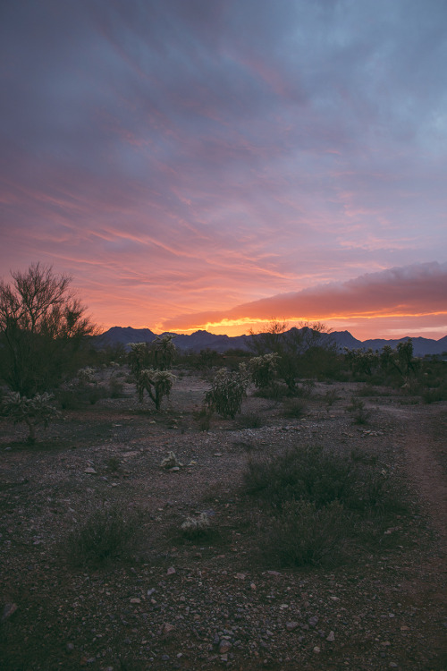 thuspasses:Sonoran Desert Sunset IITucson, Arizona // January 31, 2014laurenwessel.com