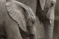 superbnature:three elephants by WolfAdemeit http://ift.tt/1A7b41F